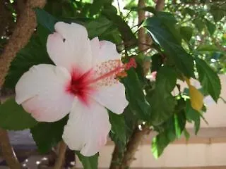 ***  Hotel Casa Bougainvillea Soller Spain