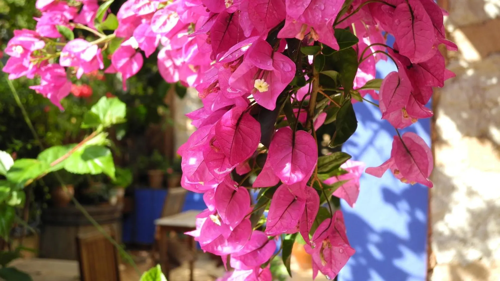 Hotel Casa Bougainvillea 소예르